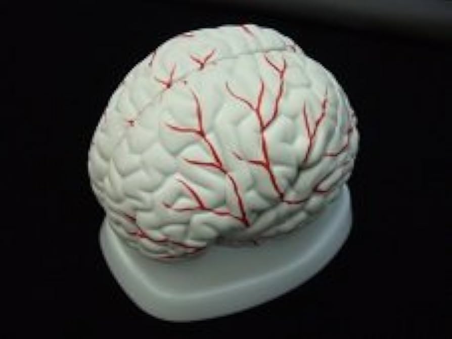 Amazon.co.jp: 体験脳模型成人男女平均脳重1300g 脳の重さが体験